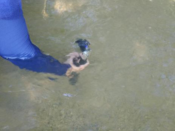 持参の水中カメラ！にも稚魚しか写らなかった