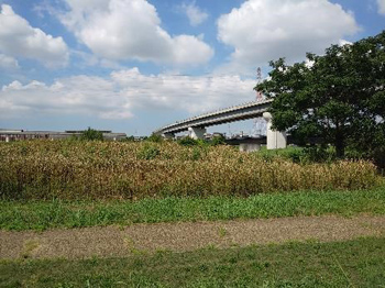 9月中旬にもかかわらずの酷暑のオギ草地