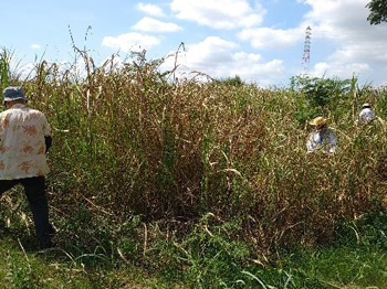 オギ草地のクズ取り作業