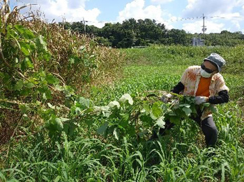 オオブタクサなどの高茎草本を引っこ抜く