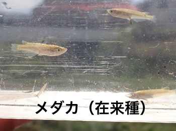 メダカ（在来種）