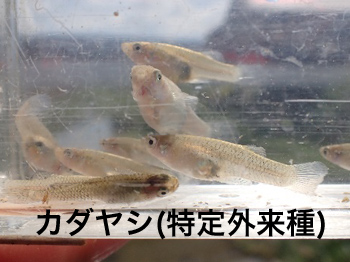 カダヤシ（特定外来種）
