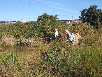 外来種ばかりの河川敷の散策路