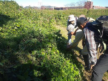 ママコノシリヌグイなどの在来種を興味深く観察