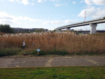 A地区のカヤネズミ保護草地