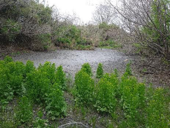 干上がった小池のタガラシ群落
