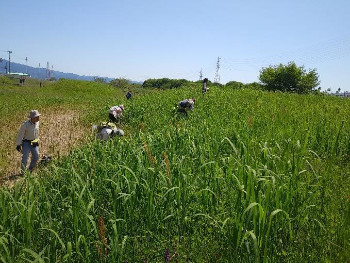 草の勢いが増す5月は、いつもカヤネズミ保護草地のクズ取りがメイン作業