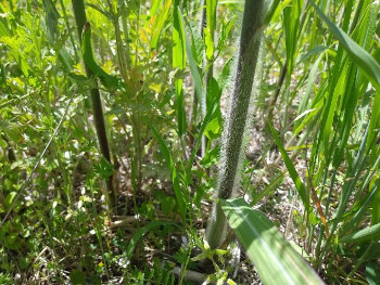 オギは十分に伸長して目印の茎の毛もはっきりわかります