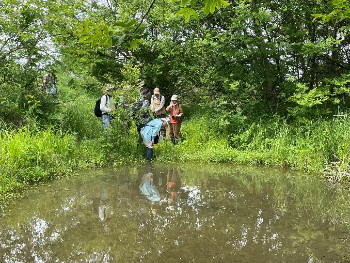 二つ池ではカワヂシャが岸辺に花盛り