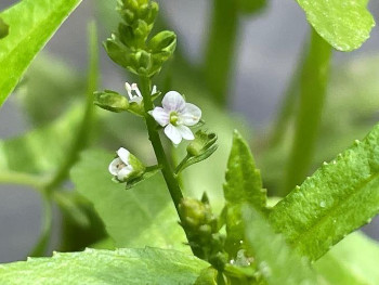 カワヂシャの花