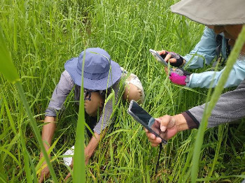 湿地ではタコノアシの新芽もみつけることができ