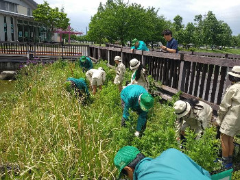 修景池のミゾコウジュを確認して雑草の中に突入