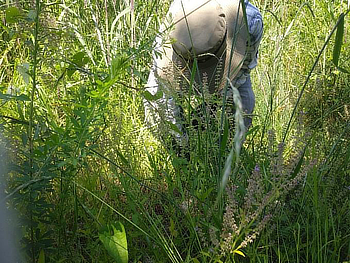 自生地の確認と除草・かく乱作業