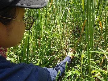 まずはオオブタクサの除草