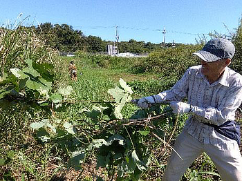 クズ除去作業
