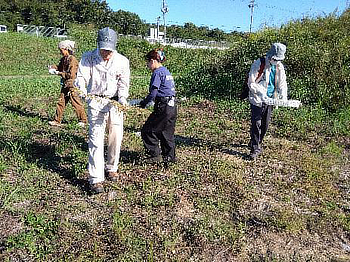 多年草の引き抜き