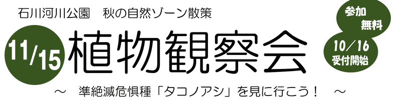 植物観察会 準絶滅危惧種「タコノアシ」を見に行こう！