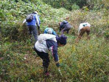 冬前のロゼットをさがします