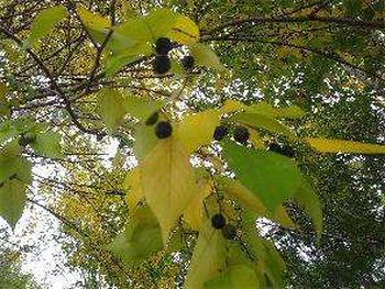 ムクノキの甘い実