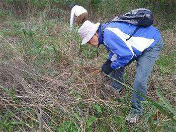 セイタカアワダチソウの根を抜き取る