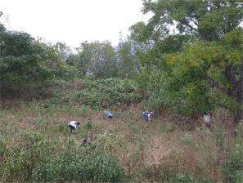 セイタカアワダチソウの根を抜き取る