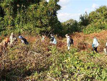 目的の湿地ではみんなでタコノアシ探し