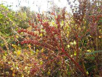 タコノアシを発見