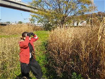 カヤネズミ営巣調査中