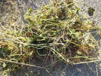 多年草やクズ以外のツル植物