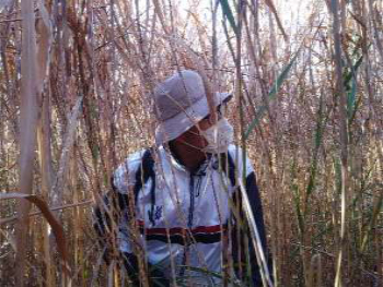 カヤネズミ営巣調査中