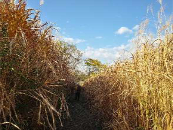 多年草やクズ以外のツル植物が大量に入り込んでいます
