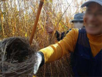 一見カヤネズミの巣とそっくりの鳥の巣