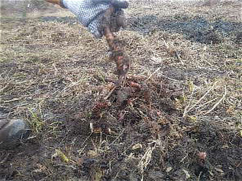 掘り起こしたキショウブ(外来種)