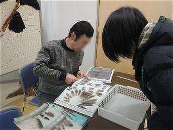 羽根・はく製展示　ヤマドリの長い尾羽に驚く参加者