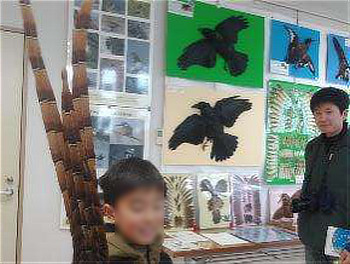 羽根・はく製展示　ヤマドリの長い尾羽に驚く参加者