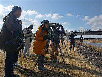 駒ヶ谷地区の河川で鳥たちを観察