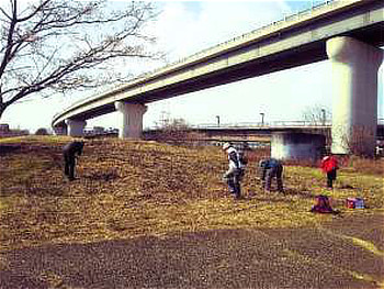 上流側の小丘に30 ヶ所ほどオギ草地のクズ根マーキング