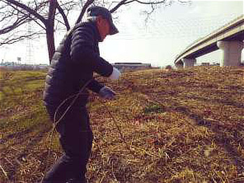 セイタカワダチソウや他のツル類を除草