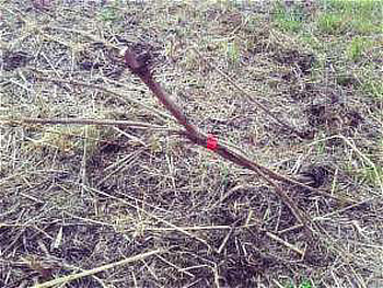 セイタカワダチソウや他のツル類を除草