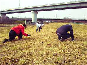 青々としているロゼットをできるだけ除草
