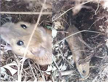 飛び出してきた可愛い野ネズミ