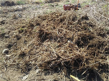 運んできた土の中から根茎を取り出して