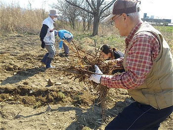 根茎をほぐして