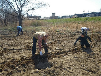 筋状に掘った溝に配置