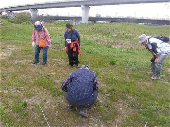 移植したチガヤ、エノコログサのようすを確認
