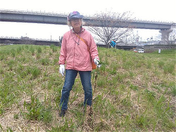 セイタカアワダチソウの除草