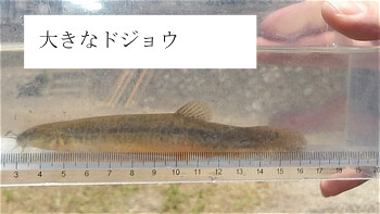 大きなドジョウ