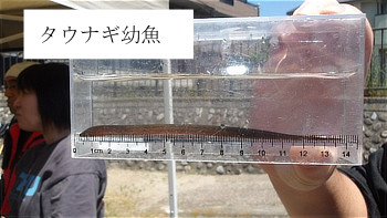 タウナギ幼魚