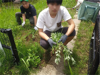 雑草をぬく子供