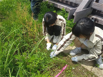 雑草をぬく子供たち